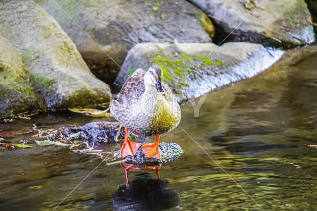 写真のタイトルが入ります