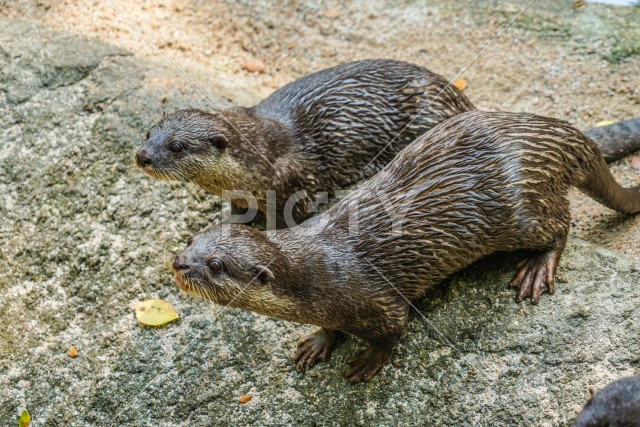 かわいいコツメカワウソのイメージ