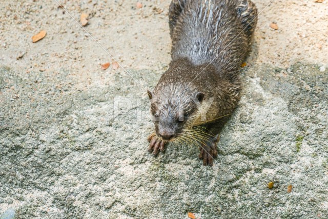 かわいいコツメカワウソのイメージ