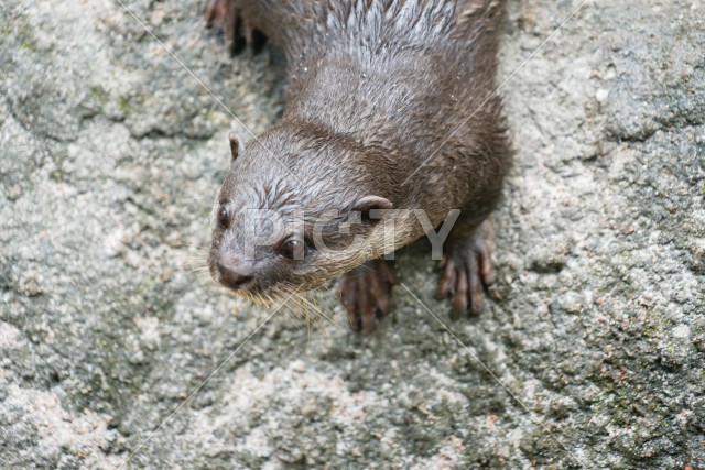 かわいいコツメカワウソのイメージ
