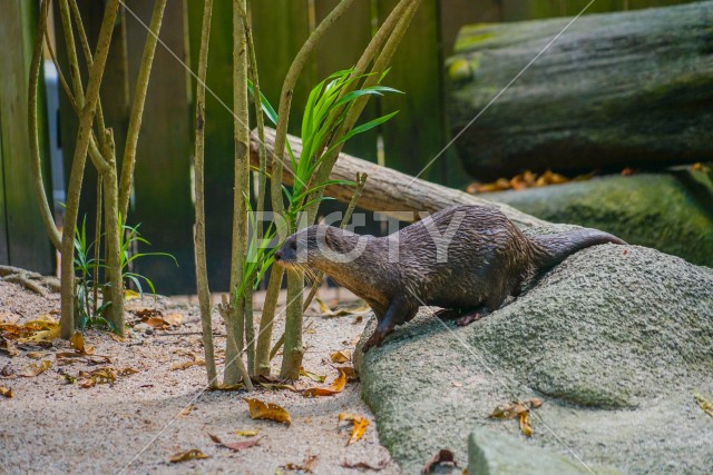 かわいいコツメカワウソのイメージ