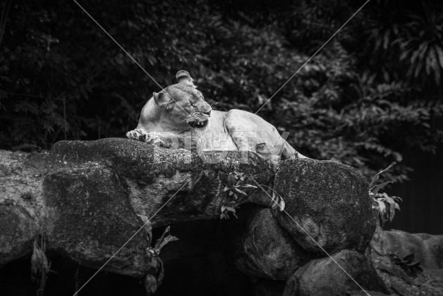 写真のタイトルが入ります