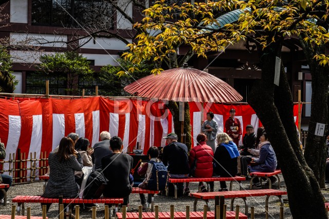 靖国神社の茶会