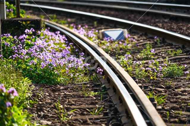 都電荒川線の線路