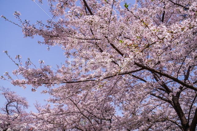 写真のタイトルが入ります
