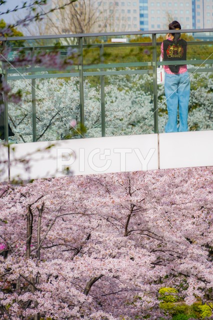 桜に包まれた橋と人々