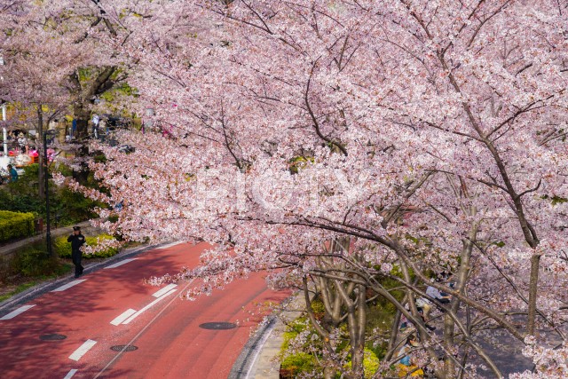 写真のタイトルが入ります