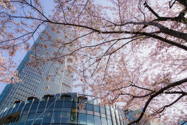 満開の桜と東京ミッドタウン