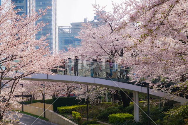 桜に包まれた橋に立つ人々
