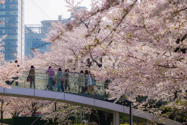 写真のタイトルが入ります