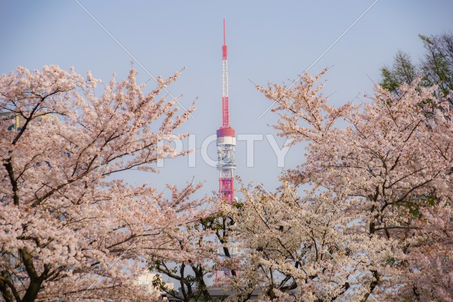 写真のタイトルが入ります