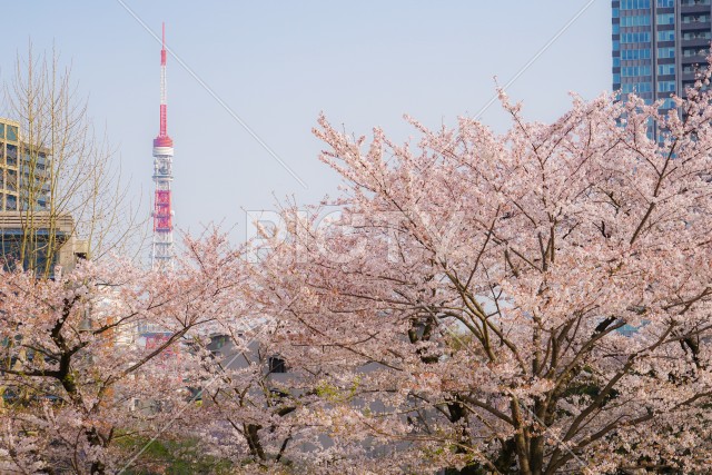 写真のタイトルが入ります