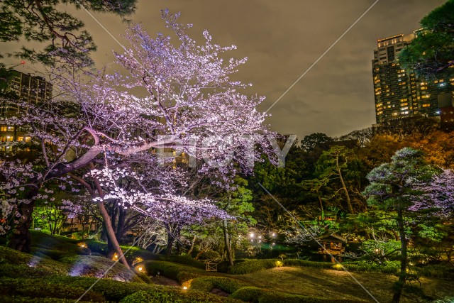 春の日本庭園のイメージ