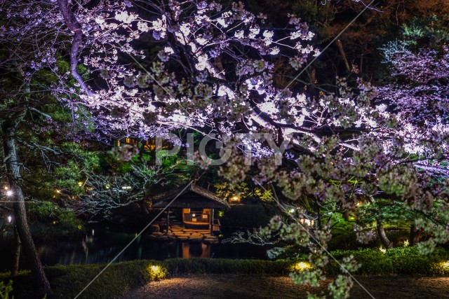 春の日本庭園のイメージ