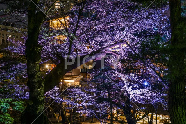 写真のタイトルが入ります