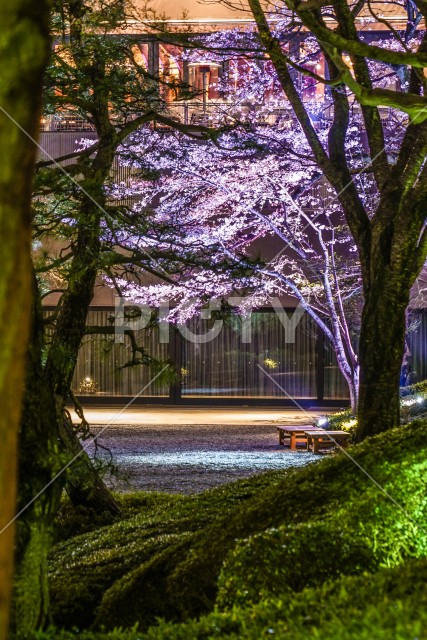 春の日本庭園のイメージ