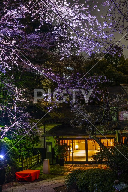 春の日本庭園のイメージ