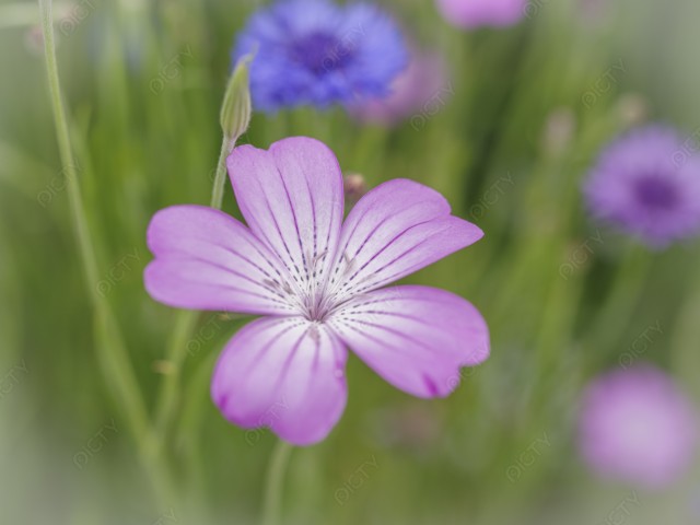写真のタイトルが入ります