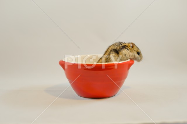 写真のタイトルが入ります