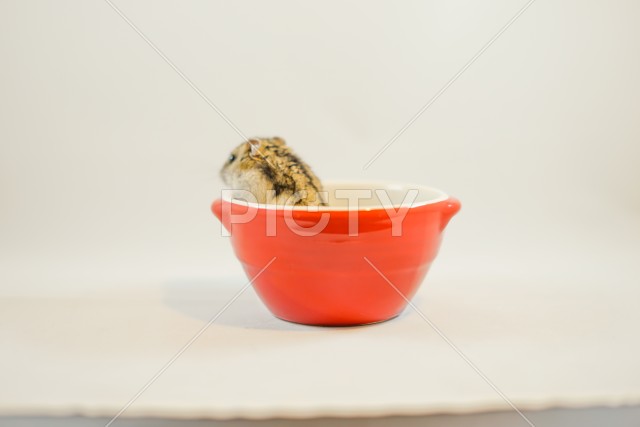写真のタイトルが入ります