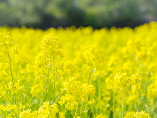 写真のタイトルが入ります