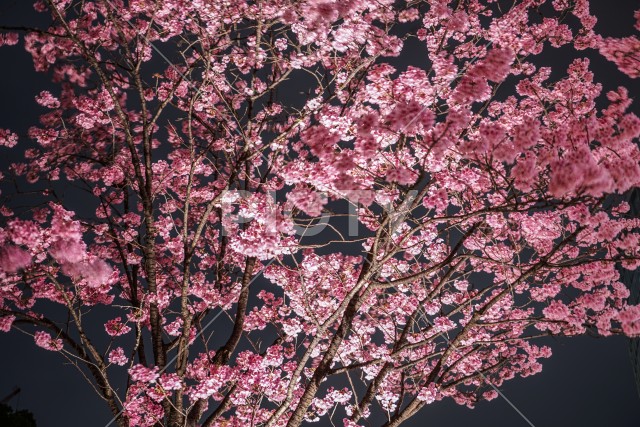 毛利庭園の夜桜