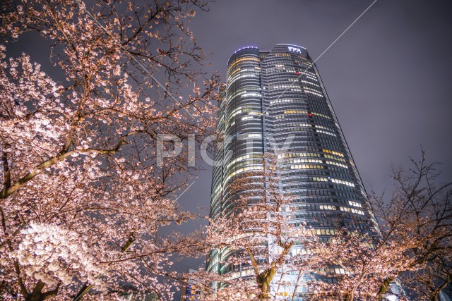 毛利庭園の夜桜と六本木ヒルズ