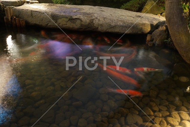 写真のタイトルが入ります