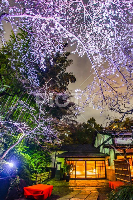 春の日本庭園のイメージ
