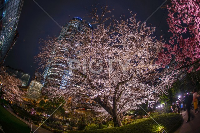 夜桜と六本木ヒルズ（毛利庭園）