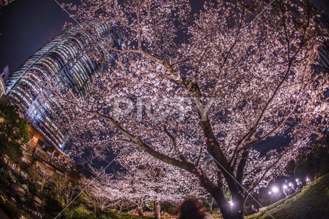 写真のタイトルが入ります