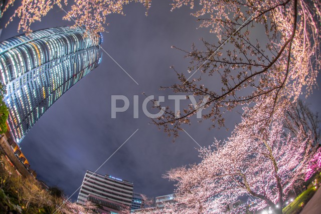 夜桜と六本木ヒルズ（毛利庭園）