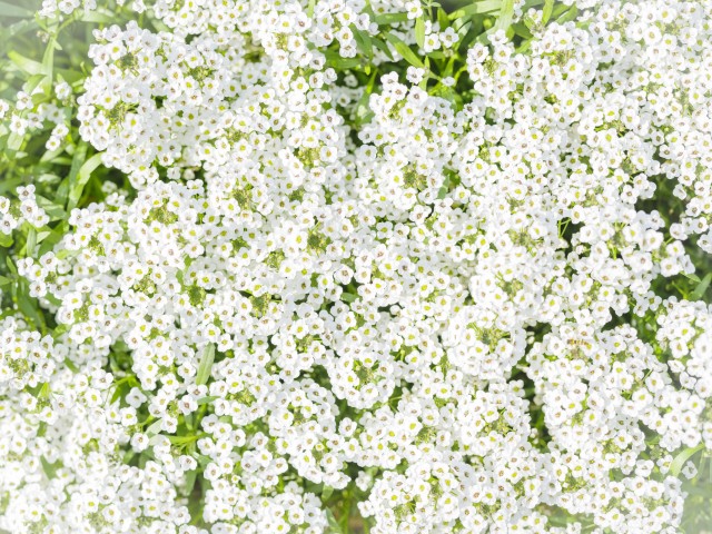 写真のタイトルが入ります