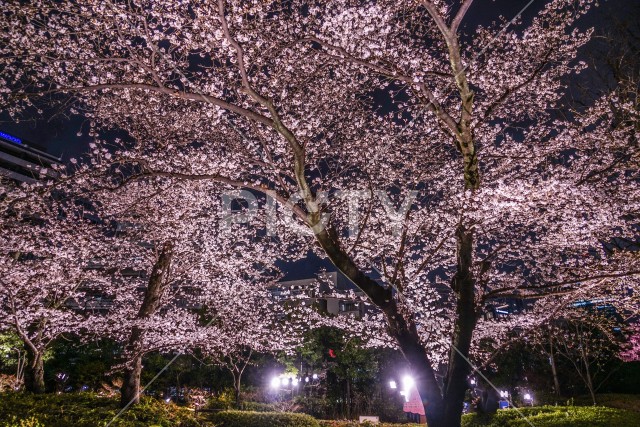 毛利庭園の夜桜（六本木）