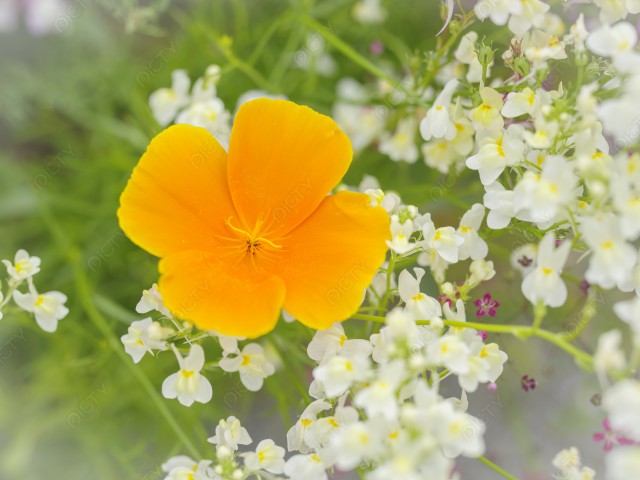 写真のタイトルが入ります