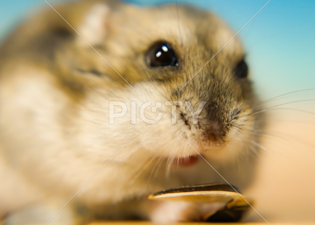 写真のタイトルが入ります