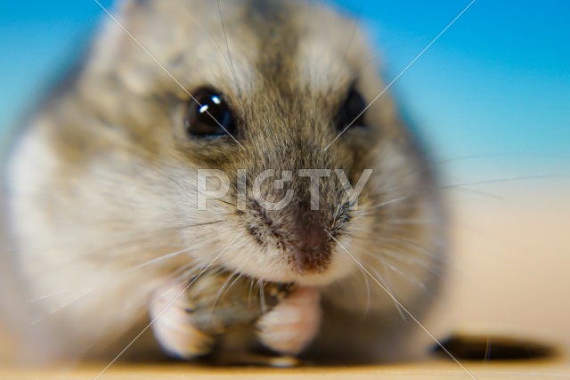 写真のタイトルが入ります