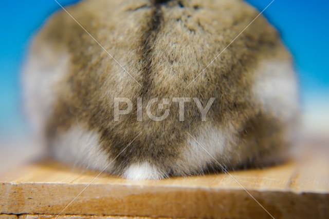 写真のタイトルが入ります
