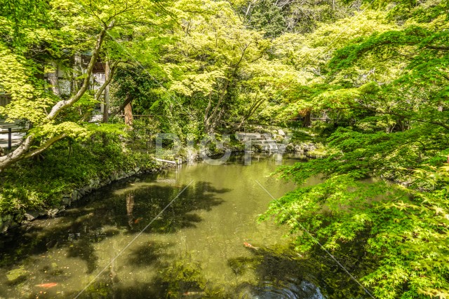 初夏の柳原神池