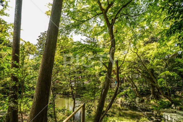 初夏の柳原神池
