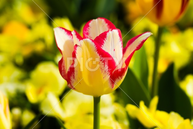 写真のタイトルが入ります