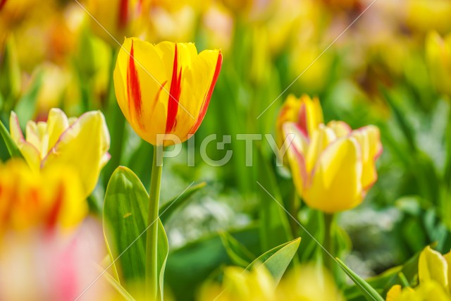 写真のタイトルが入ります