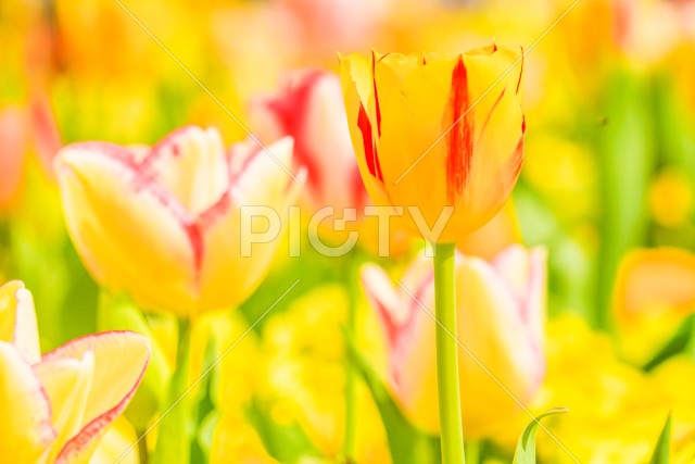 写真のタイトルが入ります
