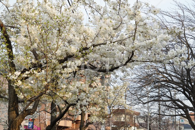 二子玉川の桜