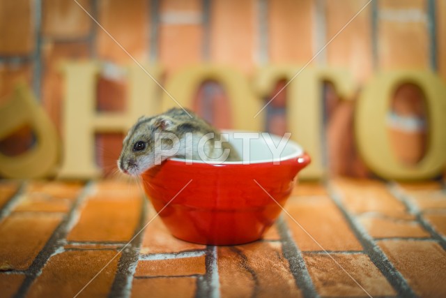 写真のタイトルが入ります
