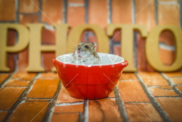 写真のタイトルが入ります