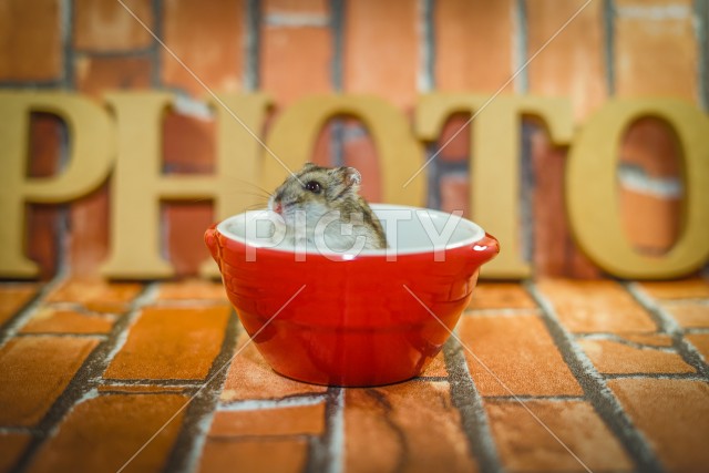 写真のタイトルが入ります