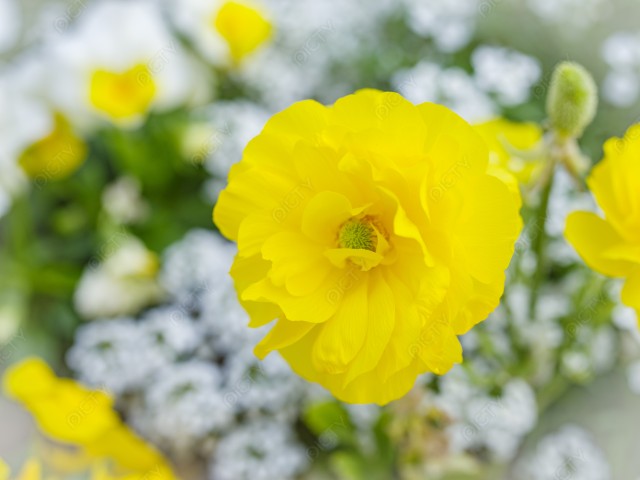 写真のタイトルが入ります