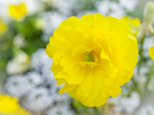 写真のタイトルが入ります