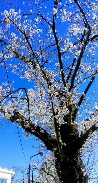 写真のタイトルが入ります